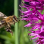 Vortrag „Blühoasen für Bienen, Hummeln, Schmetterlinge & Co.“ im heimischen Garten schaffen